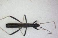 Micrelytra fossularum