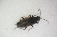 Peritrechus gracilicornis