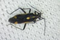 Capsodes sulcatus