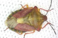 Carpocoris purpureipennis