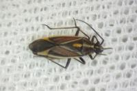 Horistus orientalis