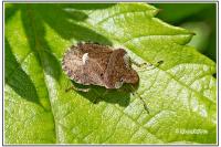 Dyroderes umbraculatus