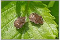 Dyroderes umbraculatus