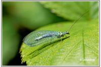 Chrysopa perla