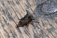 Centrotus cornutus