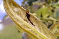 Serratella ignita