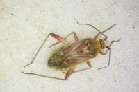 Calocoris roseomaculatus