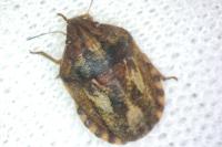 Eurygaster maura