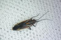 Horistus orientalis