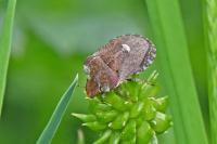 Dyroderes umbraculatus
