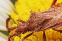 Coriomeris affinis
