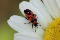 Horvathiolus superbus