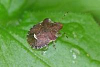 Dyroderes umbraculatus