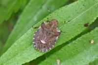 Dyroderes umbraculatus