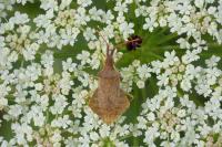 Syromastus rhombeus