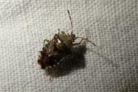 Elasmucha grisea