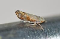 Fieberiella florii