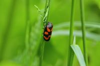 Cercopis vulnerata