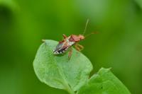 Rhopalus subrufus