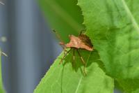 Coreus marginatus