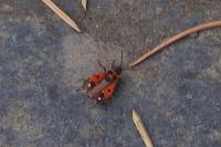 Melanocoryphus albomaculatus