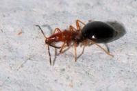 Loricula elegantula