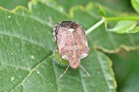 Dyroderes umbraculatus