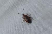 Deraeocoris ruber