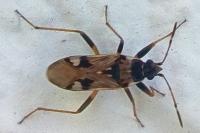 Beosus maritimus