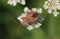 Stygnocoris fuligineus