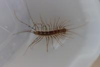 Scutigera coleoptrata