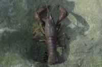 Procambarus clarkii