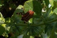 Graphosoma italicum