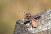 Camptopus lateralis
