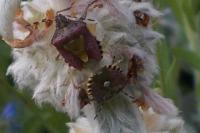 Dolycoris baccarum