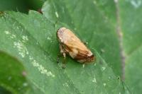 Philaenus spumarius