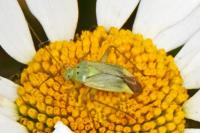 Adelphocoris quadripunctatus