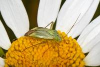 Adelphocoris quadripunctatus