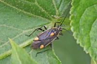 Capsodes flavomarginatus