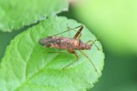 Phytocoris ulmi