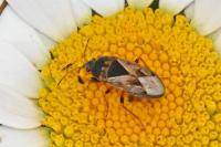 Trapezonotus ullrichi