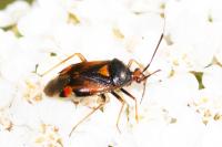 Deraeocoris ruber