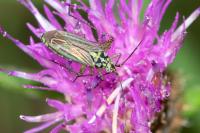 Oncotylus viridiflavus