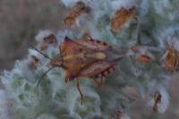 Carpocoris mediterraneus atlanticus