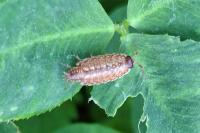 Philoscia muscorum