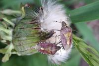 Dolycoris baccarum