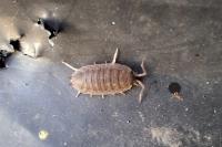 Porcellio scaber