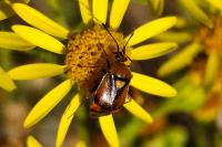 Deraeocoris ruber