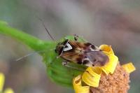 Lygus pratensis
