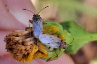 Nysius senecionis